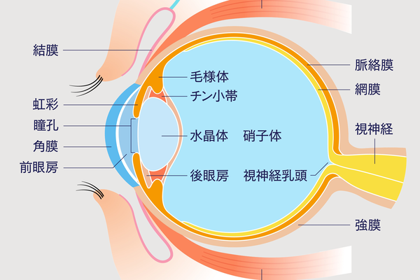 目の構造の画像