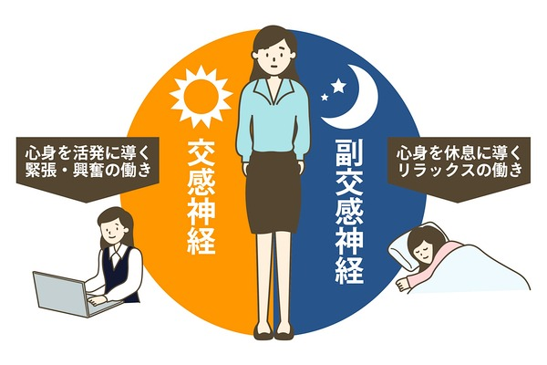 自律神経の説明画像